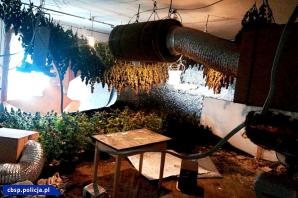 [VIDEO] Uderzenie polskiej CBŚP i policji czeskiej - zlikwidowane plantacje, zabezpieczona marihuana